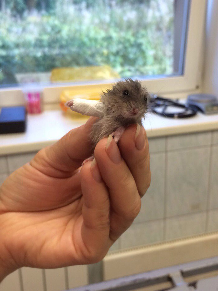 Hamster con un hueso roto, el veterinario tuvo difícil vendárselo