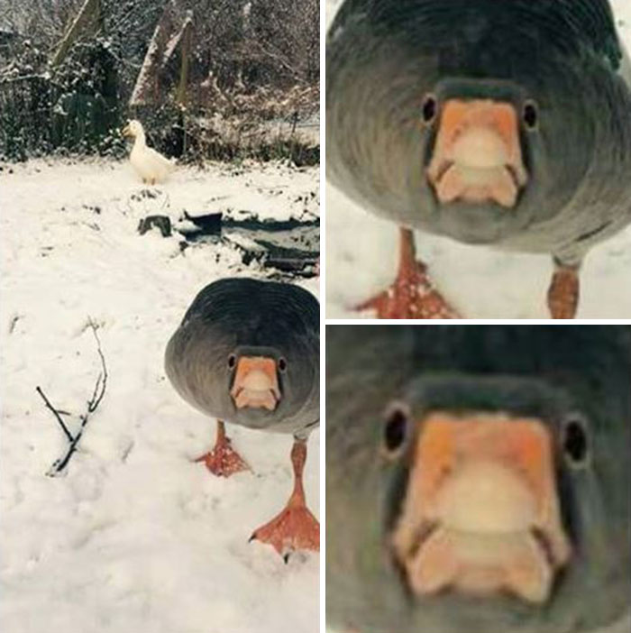 My Friend's Goose Reacting To The Snow