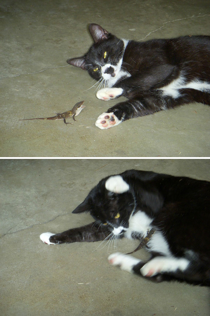 Lizard Gets Pushed To The Edge And Attacks My Cat