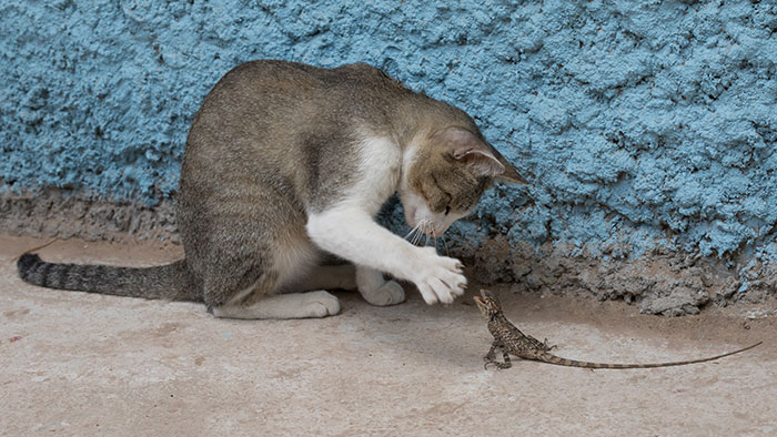 Cat Playing With A Lizard