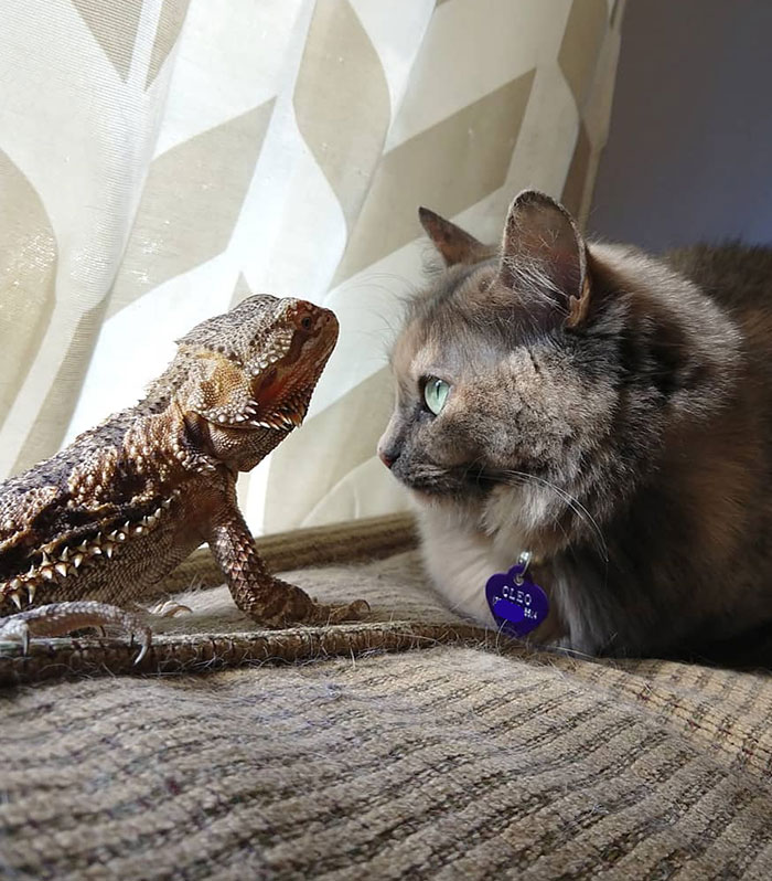 One Of My Fluffs With Her Lizard Friend