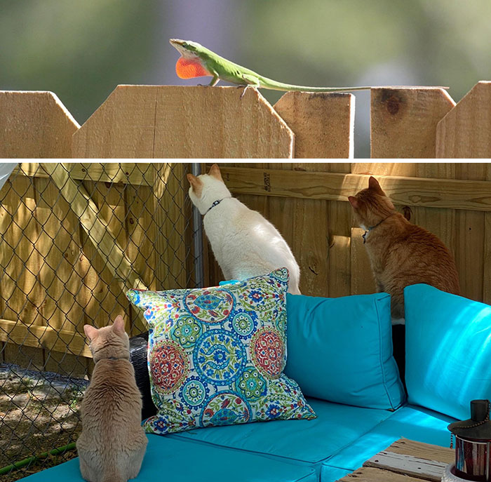 Today’s Top News From Isolation: A Lizard Is On The Fence