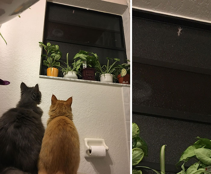 “Undivided Attention” Brought To You By A Small Lizard On The Bathroom Window