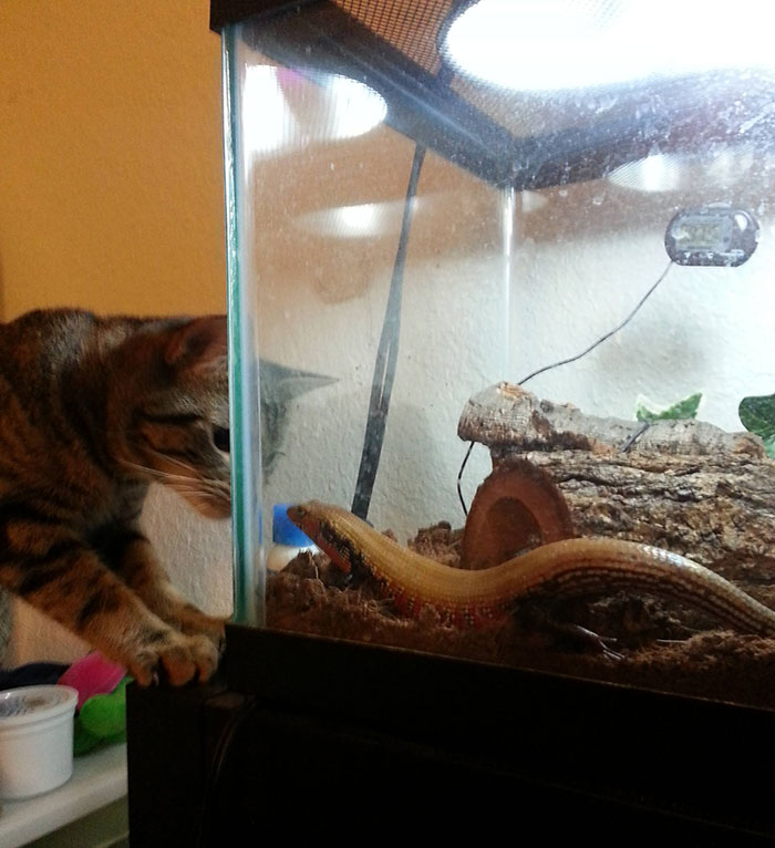 Lizard Meets Cat. (My Fire Skink Ogan And My Cat Minnie)
