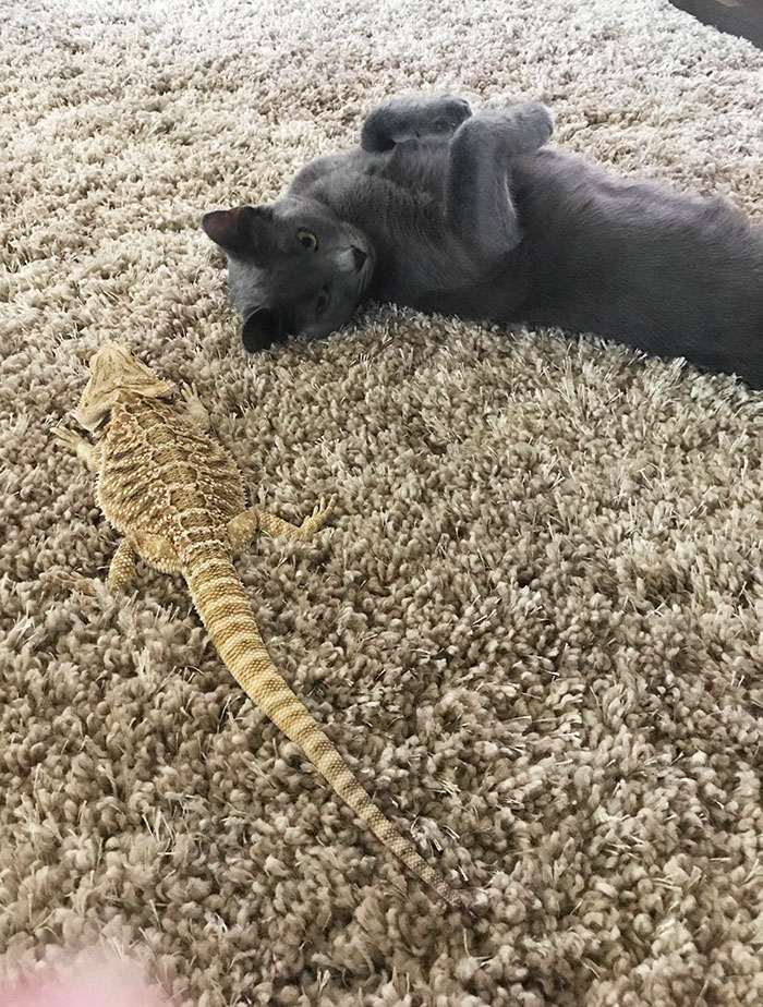 Lexi (Cat) And Her Friend Larry (Lizard) Watching TV Together
