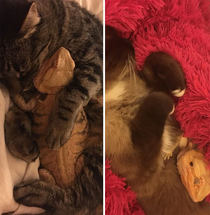 My Friend's Bearded Dragon Likes To Cuddle With Her Two Cats