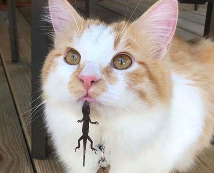 40 Times Cats Met Lizards And It Resulted In These Amusing Pics