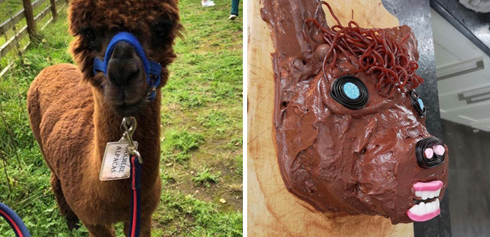Professional Bakers Tasked With Baking An Alpaca Cake