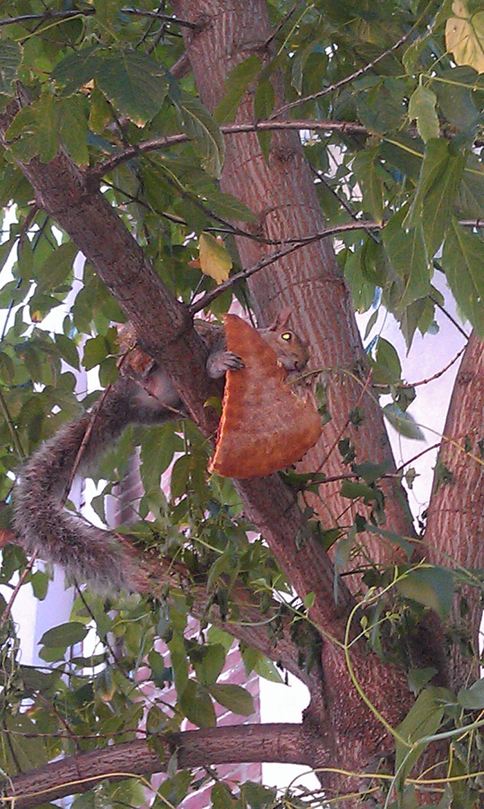 My Friend Texted Me Saying She Was Watching A Squirrel Eat A Pizza In A Tree. I Said, "Pics Or It Didn't Happen." She Replied With This