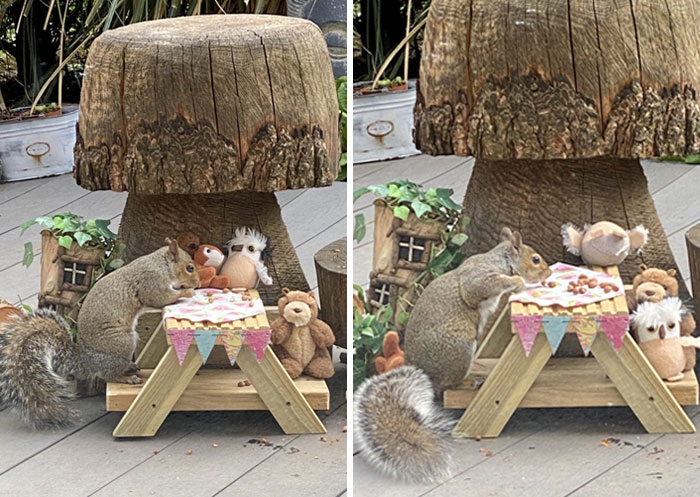 Sidney Enjoyed His Picnic With His Woodland Friends. He’s Such A Civilized Squirrel
