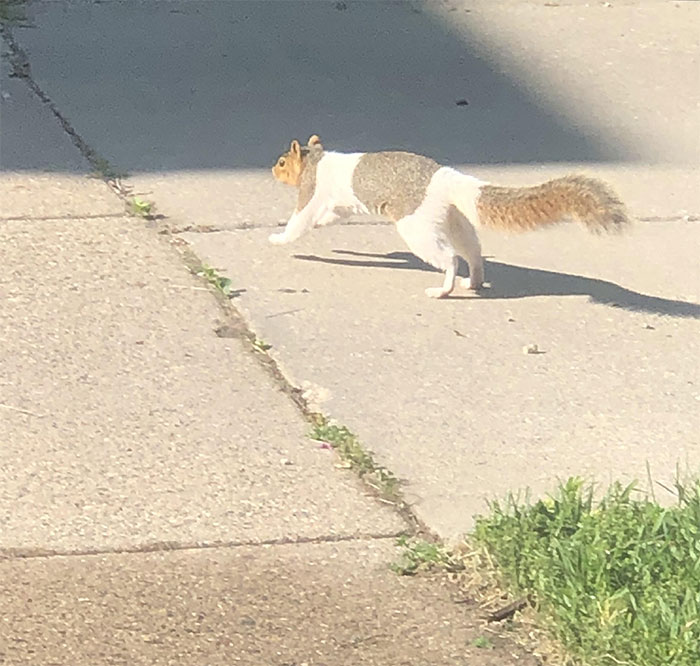 Spotted A Squirrel With Unusual Coloring