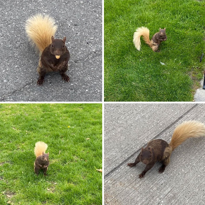 This Squirrel Has A Blond Tail