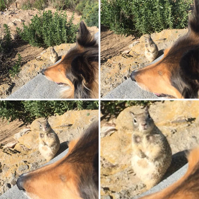 My Squirrel-Obsessed Dog Never Even Noticed