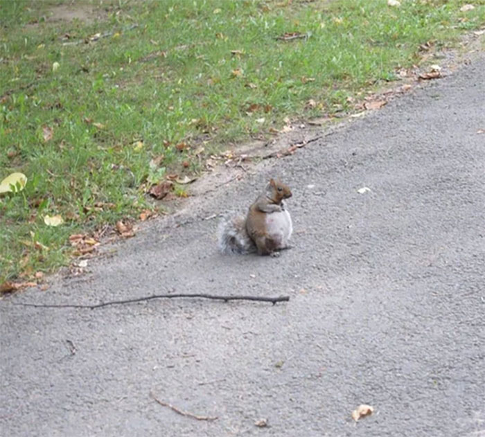 Saw A Pregnant Squirrel For The First Time Today. I’m Not Sure What I Expected But This Exceeds All Of It