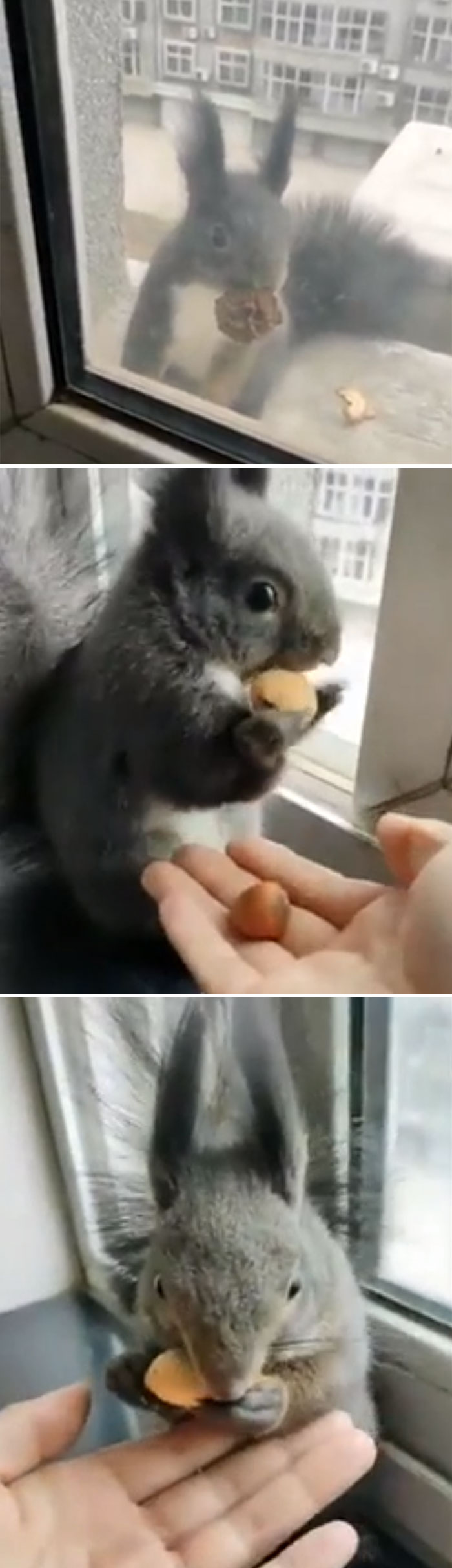 Everyday This Squirrel Trades Dried Leaves For Fresh Nuts At This Woman's Apartment Window