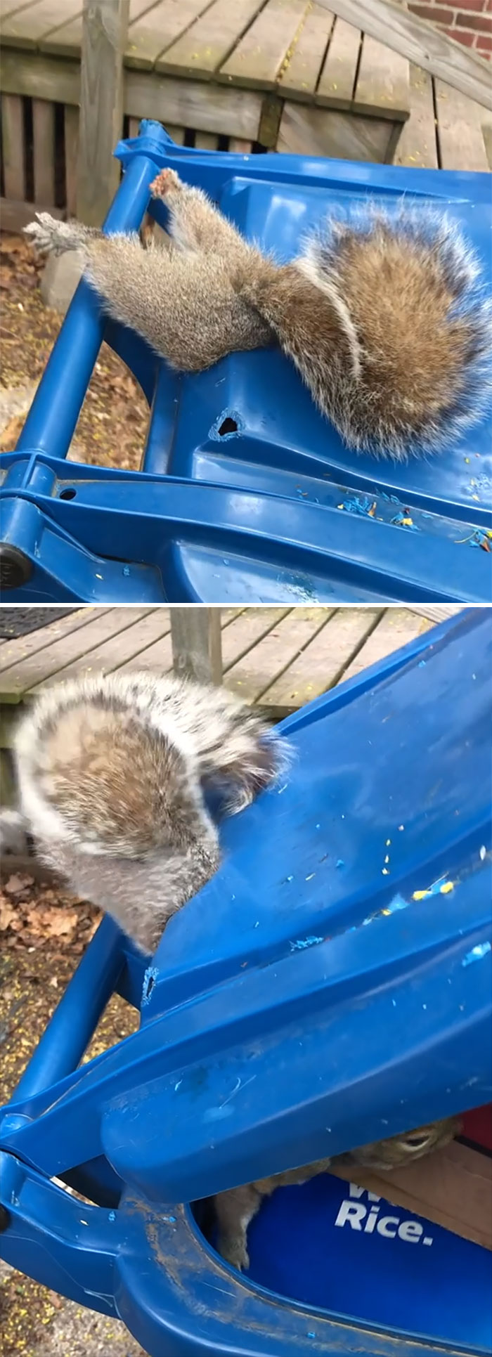 Found This Squirrel Butt Stuck In A Recycling Bin Today