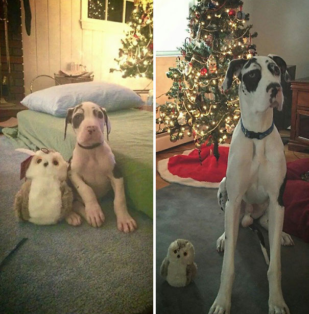 My Great Dane Puppy's One Year Difference