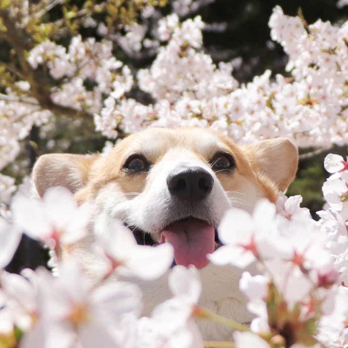 Meet Gen, A Corgi From Japan Whose Facial Expressions Can Instantly Make Your Day (30 Pics)