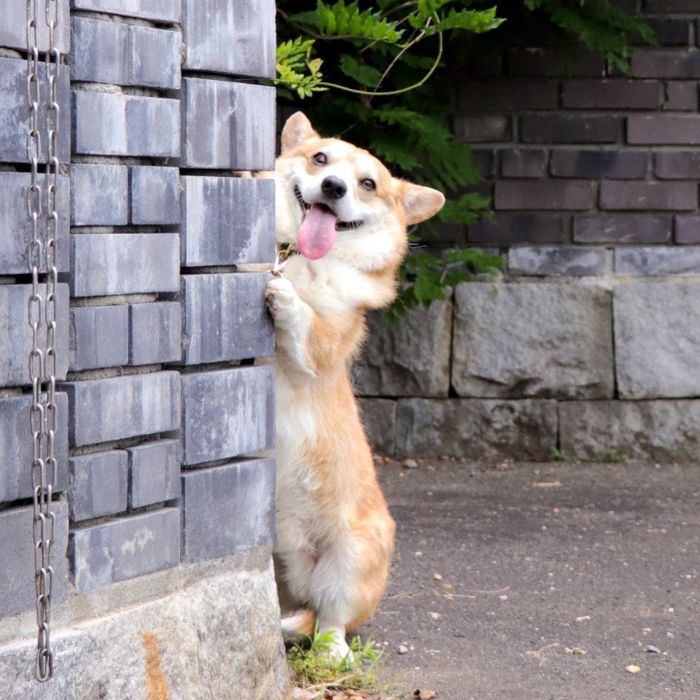 Meet Gen, A Corgi From Japan Whose Facial Expressions Can Instantly Make Your Day (30 Pics)