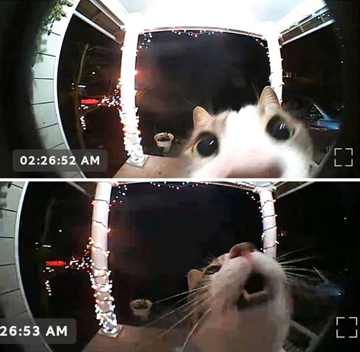Our Cat Was Forgotten Outside. She Activated Our Video Doorbell To Come In