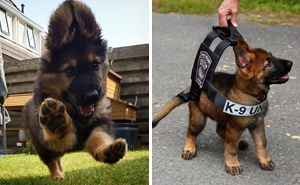 40 Times German Shepherd Puppies Were The Purest Things In The World