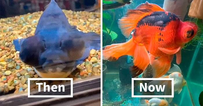 Dying, Neglected 10-Year-Old Goldfish Gets Returned To A Petstore, So This Person Nurses It Back To Health