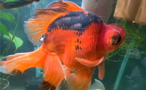 Dying, Neglected 10-Year-Old Goldfish Gets Returned To A Petstore, So This Person Nurses It Back To Health