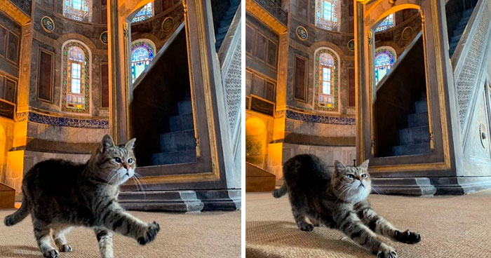 There’s A Cat Permanently Living In The Hagia Sophia In Istanbul (30 Pics)
