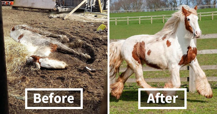 Volunteers ‘Shocked’ To See This ‘Dead’ Horse Still Alive Nurse It Back To Health And The Transformation Is Incredible