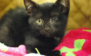 Hey Pandas, Share A Photo Of Your Cat When It Was Still A Kitten (Ended)