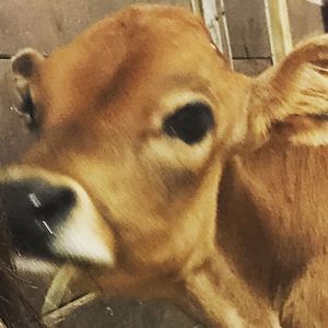 daniellejmckinnon avatar