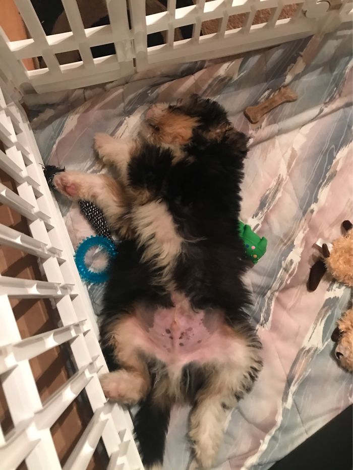 Our Bernedoodle Dood Has Slept In His Back Since We D