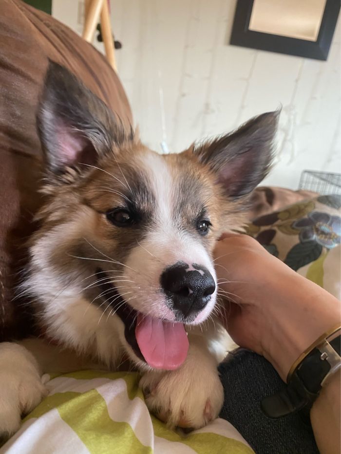 Skygge. In This Photo, He’s A 12 Week Old Icelandic Sheepdog Service Dog Candidate In Alaska.