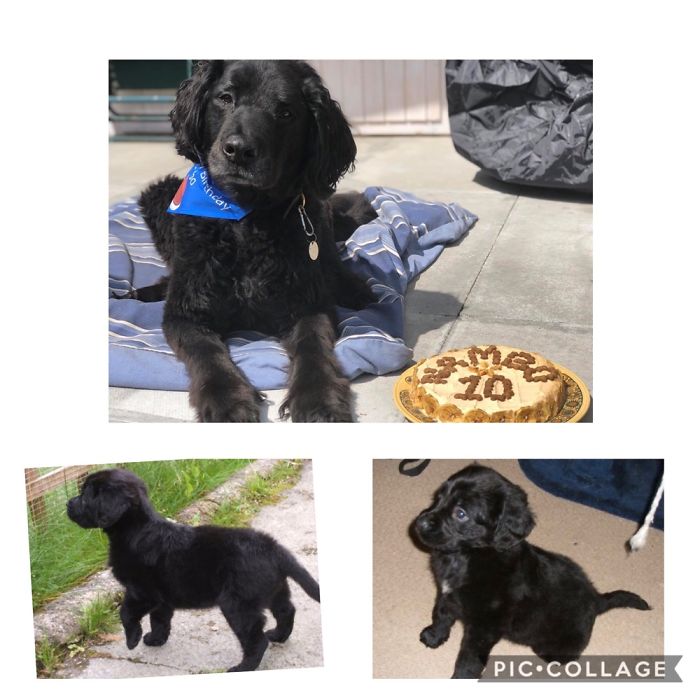 This Is My Boy, Nambo. 6 Weeks Old In The Bottom Pics, And His 10th Birthday In The Top Pic.