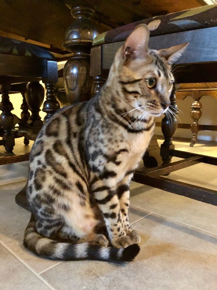 Our Handsome House Leopard!