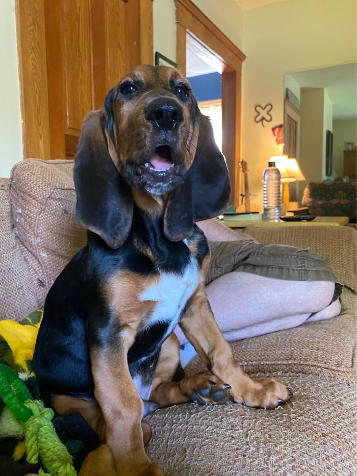 Ohhhhh Those Silky Ears Go On Forever! Henry At About 12 Weeks (Basset/Bloodhound Mix)