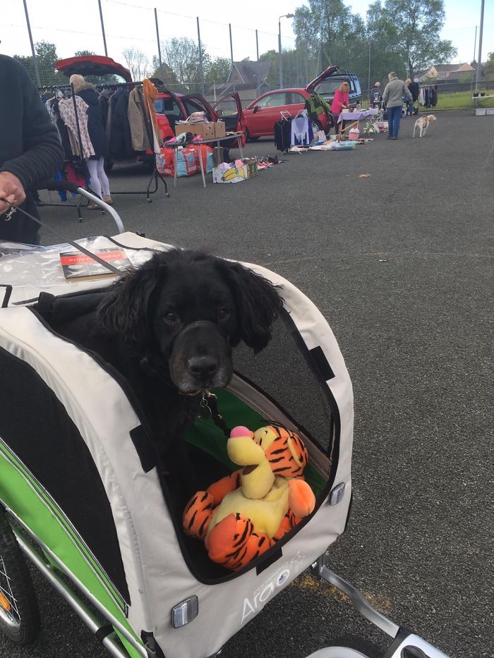 Nambo In His Wagon, During His Recovery From His 4th Knee Surgery, With His New Tigger Toy