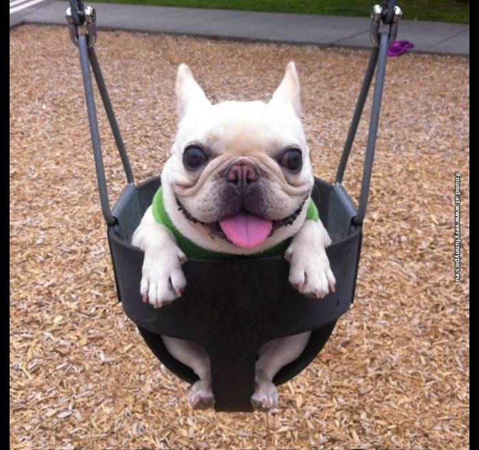 Doug The Pug Is A Swing!