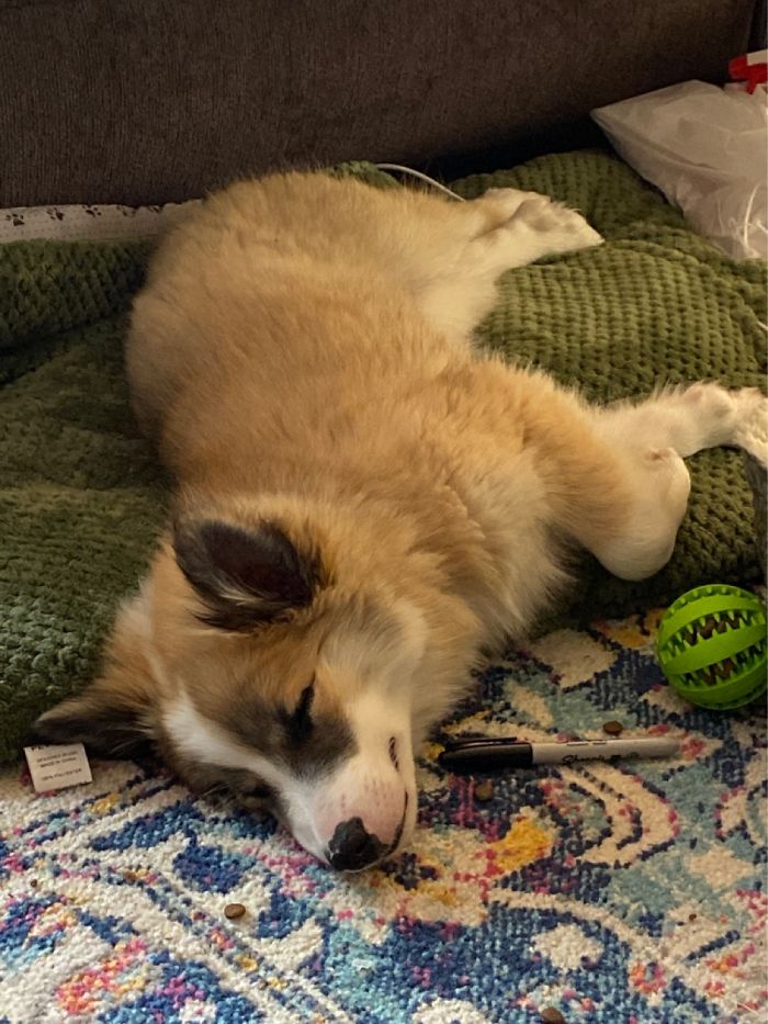 Sleeping Puppy. Skygge — 12 Weeks Old. Service Dog Candidate In Alaska