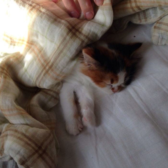 This Was Her 1st Day In My House. Investigated Every Room, Then Fell Asleep Right Next To Me