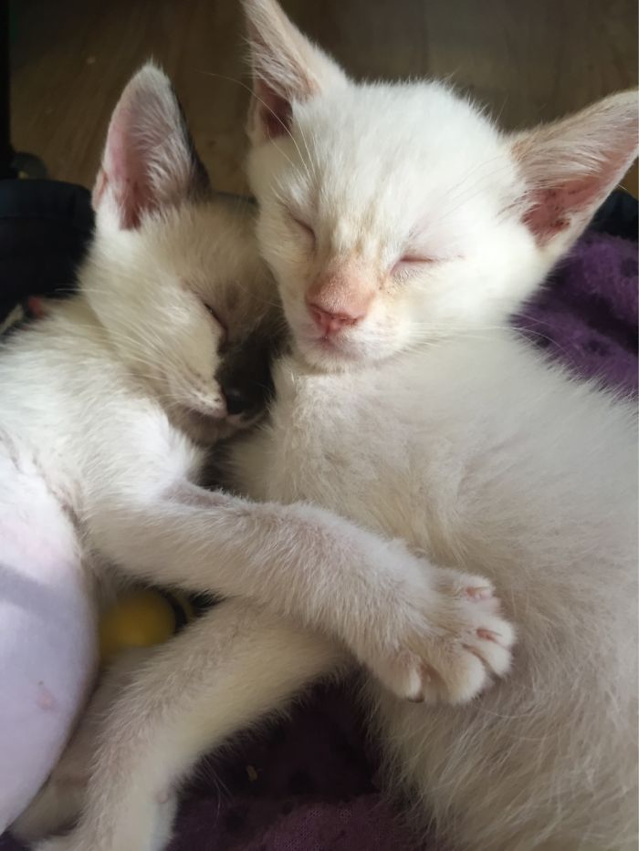 Went To Pick Up A Kitten, Came Home With Two