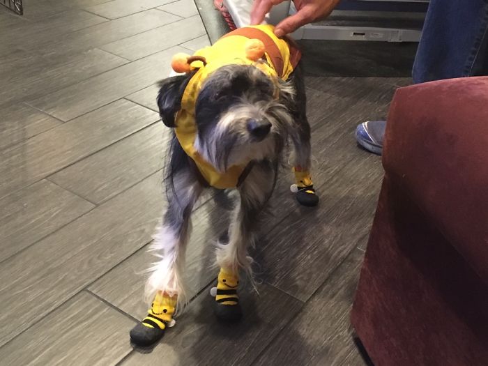 Not Amused With The Bee Costume