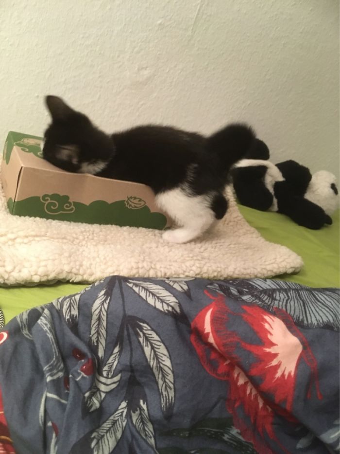 Little Mochi Loves His Tissue Box