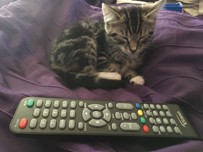 Kion The Day We Got Him, He Was Smaller Than A TV Remote 
