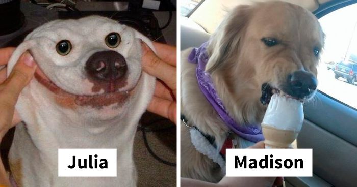 You Can Now Find Out What Dog You Are Based On Your Name 40 Pics
