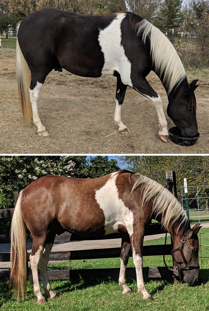 The Color Change Between My Horse's Summer And Winter Coat Is Neat
