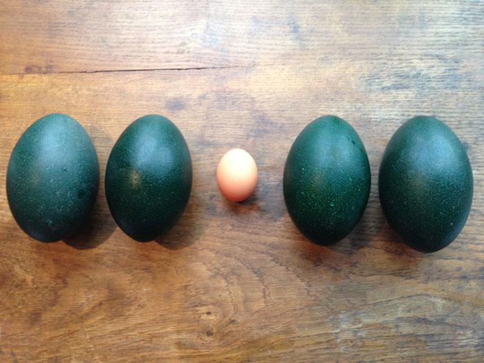 Emu Eggs, With Chicken Egg For Scale