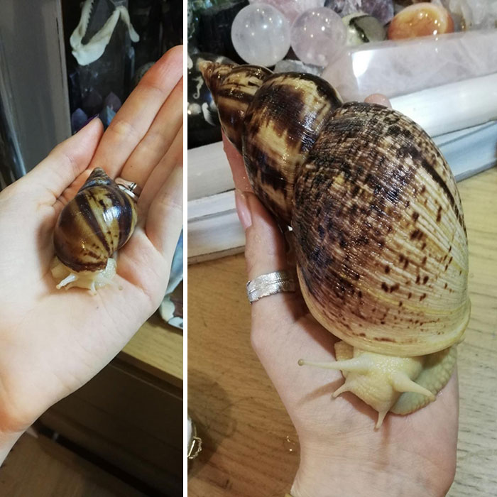 The Amount Of Growing My Snail Has Gotten Done In Under A Year. From A 4 Cm Shell To A 17 Cm Shell