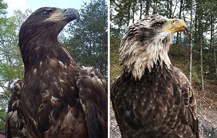 These Pictures Are Of The Same Bird Taken Years Apart, Illustrating The Difference Between Juvenile And Sub-Adult Plumage