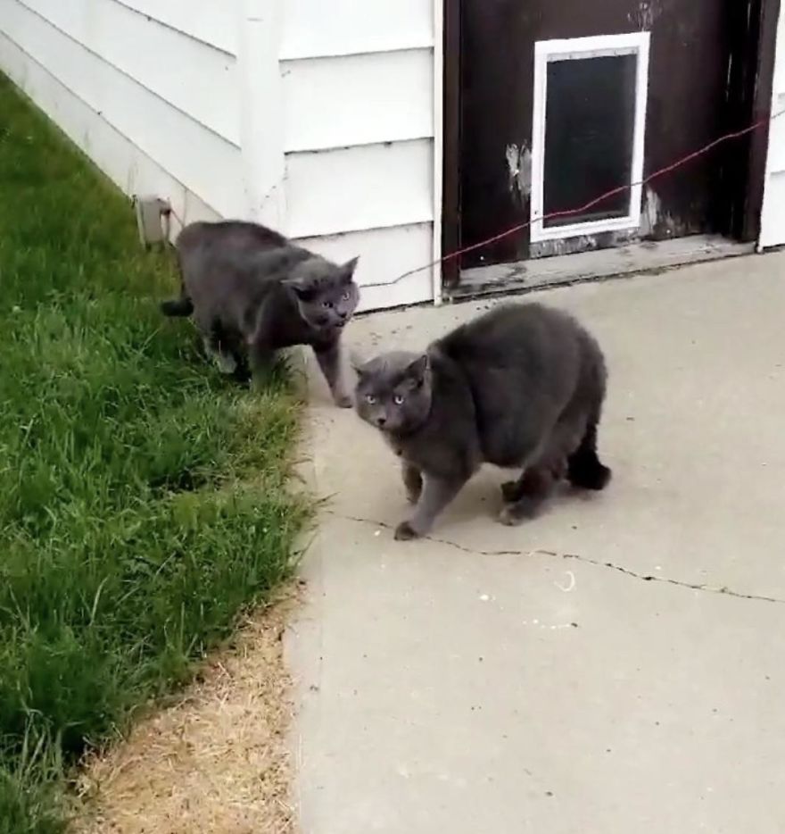 Woman Left Her Cat In Her Yard, Ran Outside After Hearing Screams To Find There Were Two Of Them And She Couldn't Tell Who Was Who